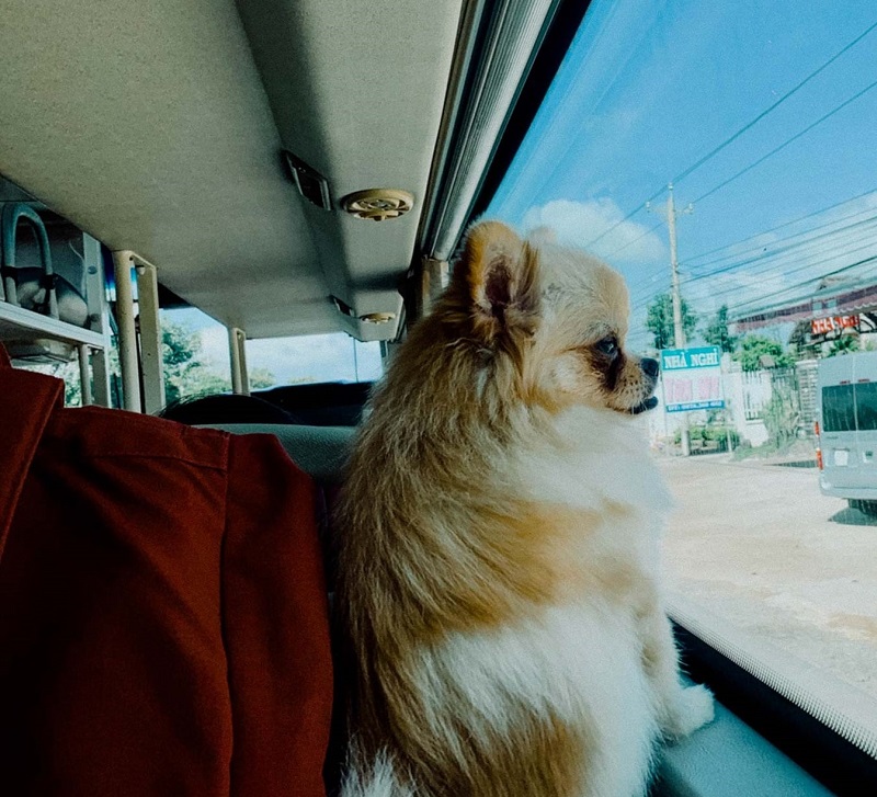Mang chó lên xe Phương Trang có được không?